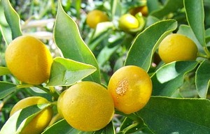 qual-e-il-miglior-concime-per-limoni.htm